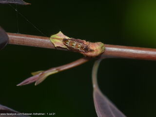Ticherra acte liviana