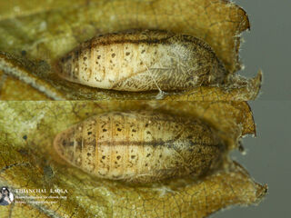 Arhopala rama ramosa