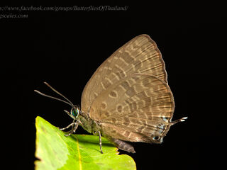 Lycaenidae (วงศ์ผีเสื้อสีน้ำเงิน)
