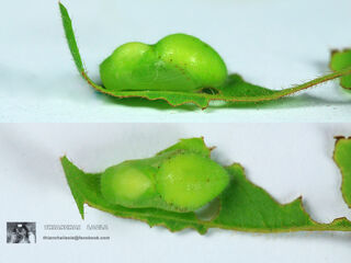 Discolampa ethion ethion