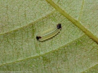 Flos anniella anniella