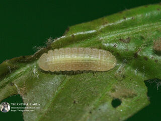 Arhopala arvina aboe