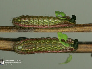 Surendra quercetorum quercetorum