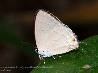 Tajuria berenis larutensis