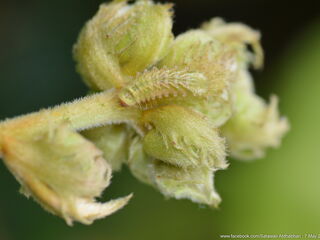 Sinthusa malika amata