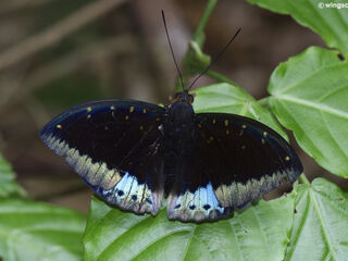 Lexias dirtea merguia