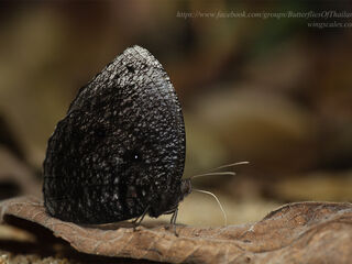 Elymnias esaca andersonii