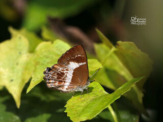 Simiskina phalena phalena