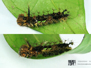 Lebadea martha martha