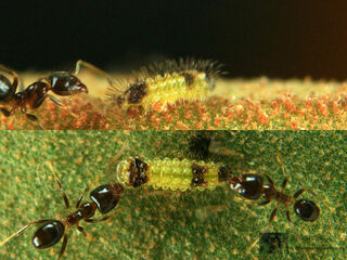 Rapala dieneces dieneces