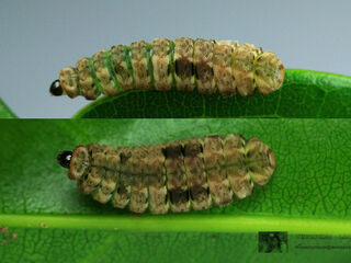 Miletus chinensis learchus