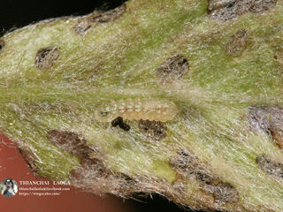 Callenya melaena melaena