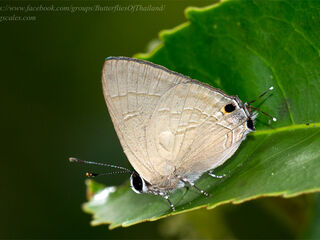 Rapala scintilla scintilla