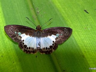 Gerosis sinica narada