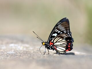 Euripus consimilis eurinus