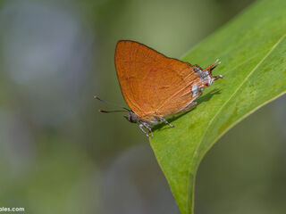 Thamala marciana marciana