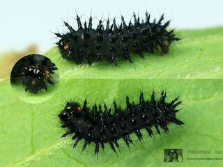 Junonia hierta hierta
