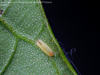 Flos apidanus ahamus