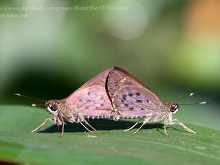 Salanoemia fuscicornis