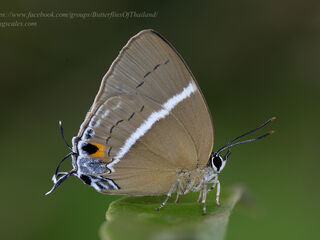 Dacalana burmana burmana