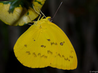 Catopsilia scylla cornelia