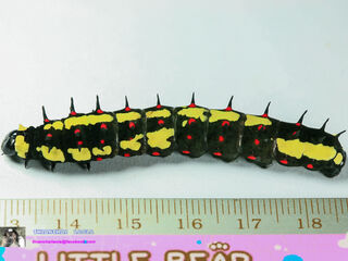 Papilio clytia clytia