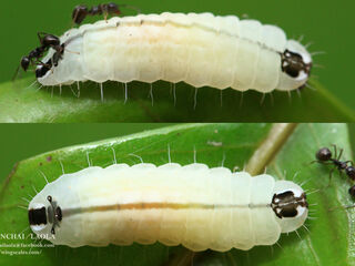 Flos fulgida fulgida