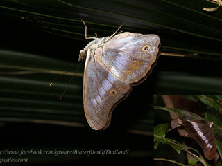 Eulaceura osteria sitarama