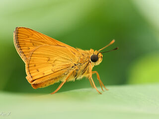 Telicota bambusae bambusae