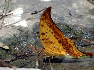 Meandrusa payeni amphis