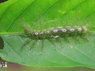 Cynitia lepidea cognata