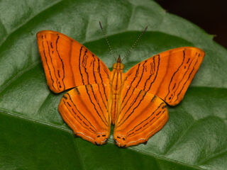 Chersonesia intermedia rahrioides