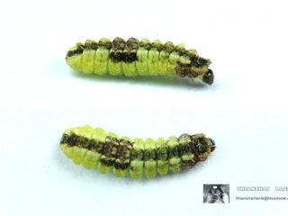 Miletus chinensis learchus