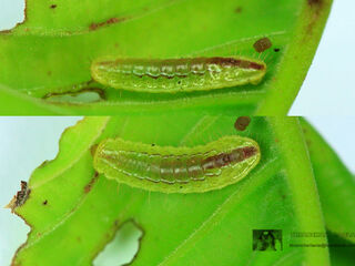 Arhopala centaurus nakula