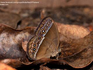 Mycalesis orseis nautilus