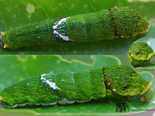 Papilio castor mahadeva