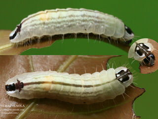 Flos fulgida fulgida