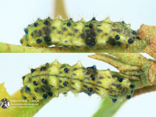 Sinthusa nasaka amba