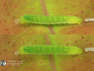 Eurema hecabe hecabe