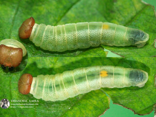 Tagiades cohaerens cynthia