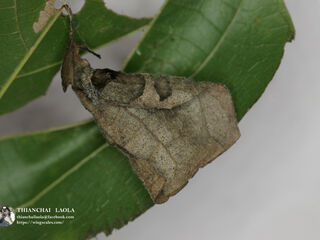 Coladenia indrani uposathra