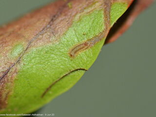 Tajuria deudorix ingeni