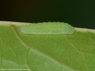 Heliophorus epicles tweediei