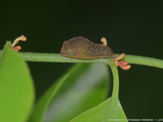 Tajuria yajna selangorana
