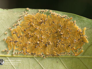 Poritia erycinoides elsiei