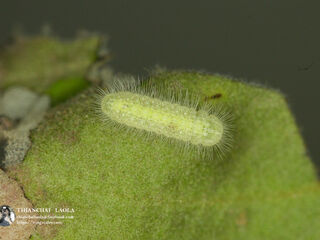 Arhopala birmana birmana