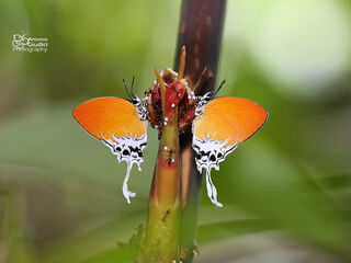 Lycaenidae (วงศ์ผีเสื้อสีน้ำเงิน)