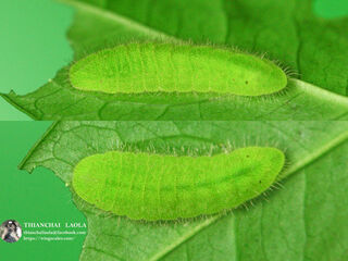 Heliophorus ila nolus