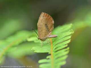 Miletus symethus petronius