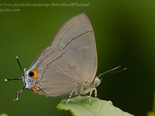 Creon cleobis cleobis